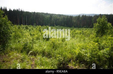Belle Glade en bois, forest glade spring Banque D'Images