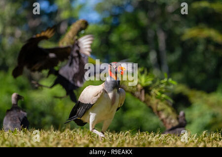 Vautour Pape dans le nord du Costa Rica Banque D'Images