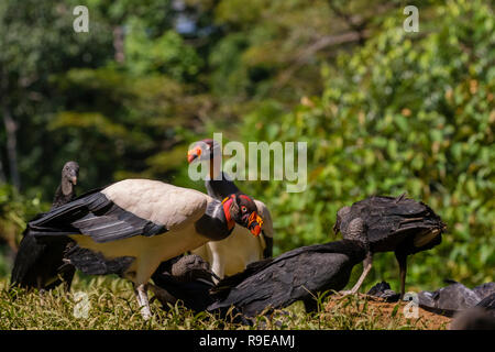 Vautour Pape dans le nord du Costa Rica Banque D'Images