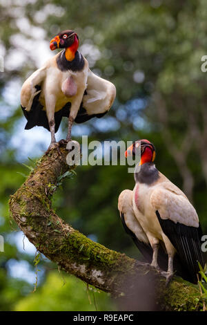 Vautour Pape dans le nord du Costa Rica Banque D'Images