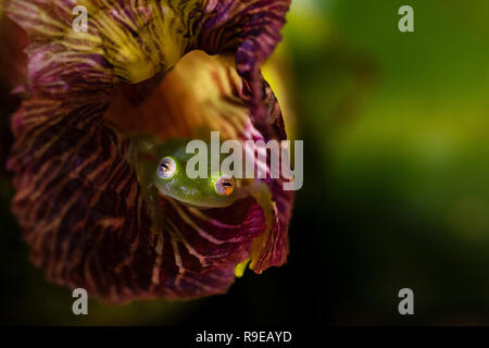 Fleischmann's Glass Frog au Costa Rica Banque D'Images