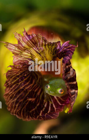 Fleischmann's Glass Frog au Costa Rica Banque D'Images