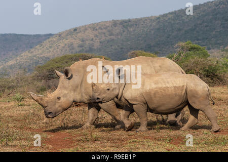 Le rhinocéros blanc (Ceratotherium simum), iMfolozi game reserve, KwaZulu-Natal, Afrique du Sud, Banque D'Images