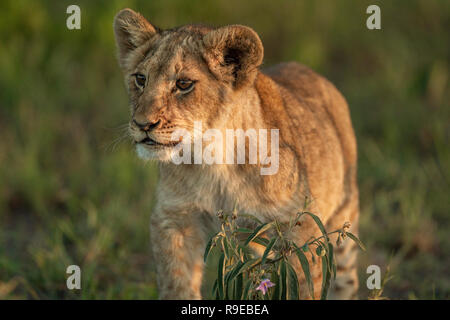 joli lion de bébé debout dans l'herbe au coucher du soleil vue dehors Banque D'Images