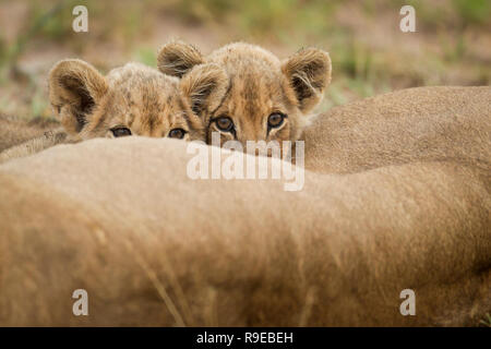 deux adorables petits lions boivent du lait pendant que leur mère la lionne est couchée Banque D'Images