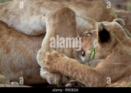 mignon lion cub jouant et attrapant la patte de maman Banque D'Images