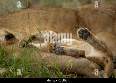 mignon lion cub allongé entre les gros lions, montrant seulement ses pattes Banque D'Images