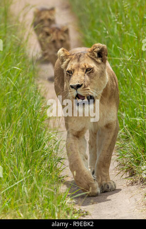 Lionne avec 2 petits oursons marche sur un chemin à travers la longue herbe au Zimbabwe Banque D'Images