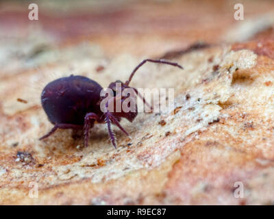 Un amas globulaire springtail pourpre (Ordre des Symphypleona) trouvés dans le Dorset Banque D'Images