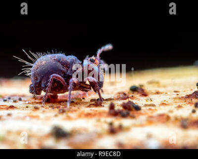 Dicyrtoma fusca springtail globulaire (Ordre des Symphypleona) Banque D'Images