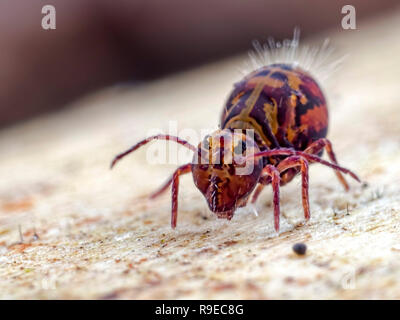 Monsieur Arc-en-ciel. Un multi colored springtail globulaire (Ordre des Symphypleona) Banque D'Images