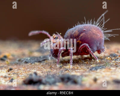 Globulaires pourpre springtail (Ordre des Symphypleona) Banque D'Images