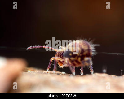 Tirez ! Un amas globulaire springtail (Ordre des Symphypleona) à tirer un fil Banque D'Images