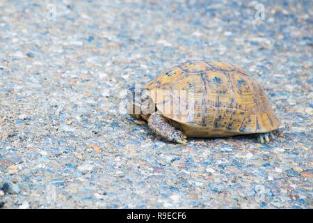 Belle tortue sur la route, le Maroc, l'Afrique Banque D'Images