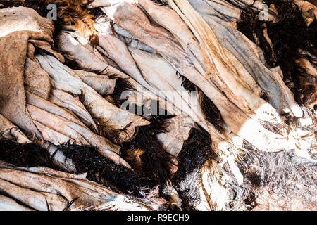 Processiong matières cuir à Tanneries de Fès, Maroc, Afrique Banque D'Images