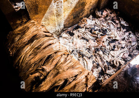 Processiong matières cuir à Tanneries de Fès, Maroc, Afrique Banque D'Images