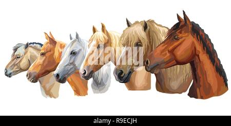 Série de portraits colorés des races de chevaux de vecteur à la recherche de profil (cheval de trait lourd russe ; faisceau de Biélorussie ; cheval cheval trotteur Orlov) isol Illustration de Vecteur