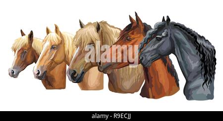 Série de portraits colorés des races de chevaux de vecteur à la recherche de profil (cheval de trait lourd russe ; faisceau de Biélorussie ; Cheval Cheval frison) isolées Illustration de Vecteur