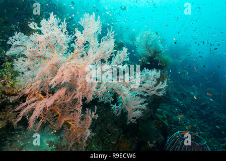 Santé de l'écosystème - barrière de corail près de l'île de Bali Banque D'Images