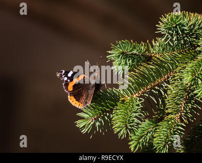 Papillon sur fleur gros plan Banque D'Images