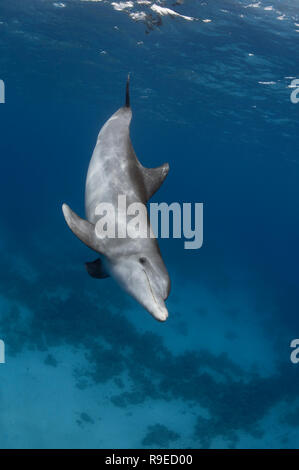 Sauvage unique grand dauphin nageant dans les eaux cristallines de la Mer Rouge près de Hurghada, Egypte. Banque D'Images