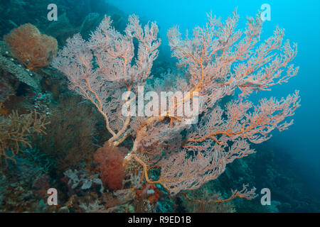 Santé de l'écosystème - barrière de corail près de l'île de Bali Banque D'Images