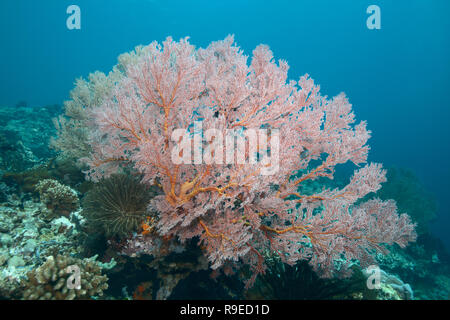 Santé de l'écosystème - barrière de corail près de l'île de Bali Banque D'Images