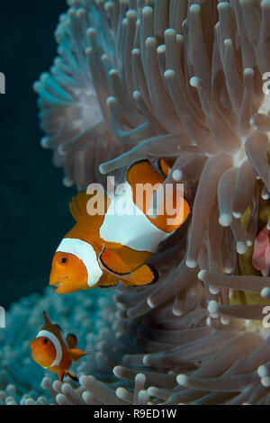 False clown poisson clown dans l'anémone de mer Banque D'Images