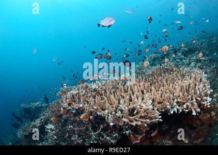 Santé de l'écosystème - barrière de corail près de l'île de Bali Banque D'Images