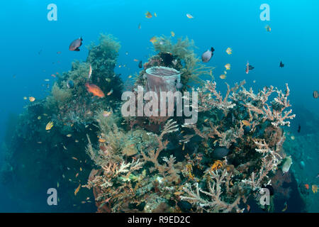 Santé de l'écosystème - barrière de corail près de l'île de Bali Banque D'Images