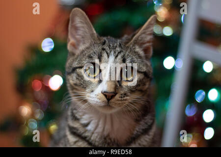 Très mignon femelle cat vous souhaite Joyeux Noël ! Banque D'Images