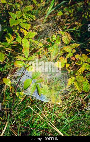 Magnifique cadre naturel. Spider web illuminée par le soleil sur l'herbe verte le matin. Banque D'Images