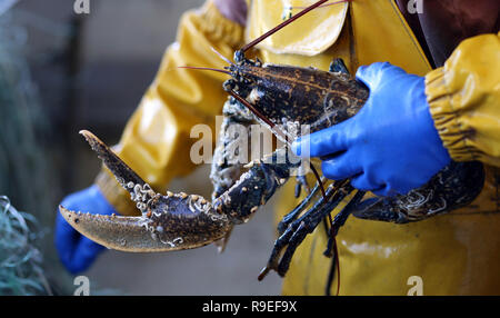 La pêche en haute mer avec des filets et des casiers à homard, à bord d'un netter de Quiberon (Bretagne, nord-ouest de la France). Fisherman holding un homard Banque D'Images