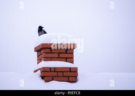 Corbeau à capuchon (Corvus cornix) oiseau assis sur une cheminée en briques. Banque D'Images