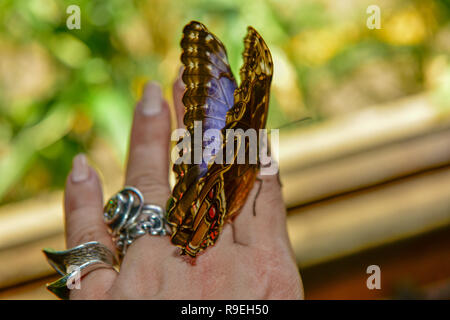 Morpho bleu, Morpho peleides papillon grand, assis sur les doigts, la main d'insectes dans la nature magnifique, la faune, l'habitat, de l'Amazone au Pérou, en Amérique du Sud Banque D'Images