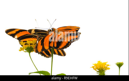 Papillon Orange bagués (Dryadula phaetusa) AKA le heliconian orange, orange, bagués ou orange tiger papillon. Banque D'Images