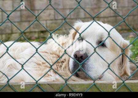 Maremma-Abruzzo de berger blanc derrière la grille mesh. La maturité, somnolent, enfermés derrière une clôture Banque D'Images