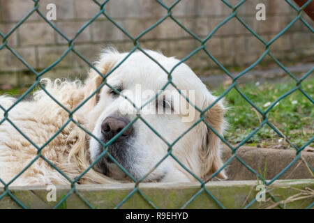 Maremma-Abruzzo de berger blanc derrière la grille mesh. La maturité, somnolent, enfermés derrière une clôture Banque D'Images