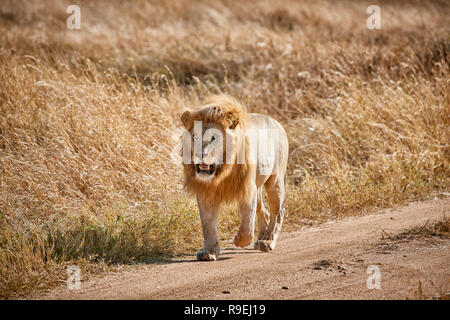 Grand lion mâle, le Parc National du Serengeti, UNESCO World Heritage site, Tanzania, Africa Banque D'Images