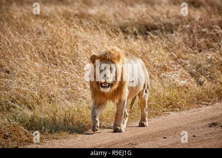 Grand lion mâle, le Parc National du Serengeti, UNESCO World Heritage site, Tanzania, Africa Banque D'Images