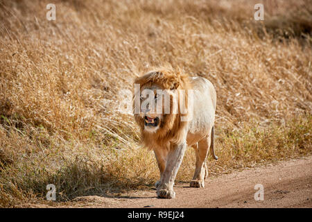 Grand lion mâle, le Parc National du Serengeti, UNESCO World Heritage site, Tanzania, Africa Banque D'Images