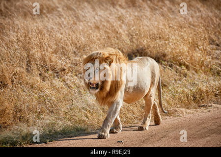 Grand lion mâle, le Parc National du Serengeti, UNESCO World Heritage site, Tanzania, Africa Banque D'Images