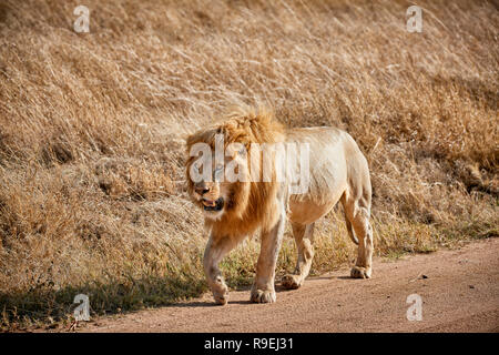 Grand lion mâle, le Parc National du Serengeti, UNESCO World Heritage site, Tanzania, Africa Banque D'Images