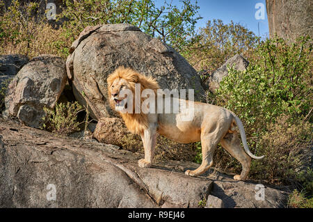 Grand lion mâle sur une colline, le Parc National du Serengeti, UNESCO World Heritage site, Tanzania, Africa Banque D'Images