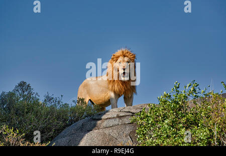 Grand lion mâle sur une colline, le Parc National du Serengeti, UNESCO World Heritage site, Tanzania, Africa Banque D'Images