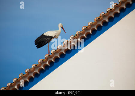 Nidification La cigogne blanche au-dessus de bâtiments de Comporta, Portugal Banque D'Images