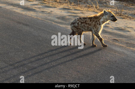 Seul l'hyène tachetée au coucher du soleil traversant une route, Kruger National Park, Afrique du Sud Banque D'Images