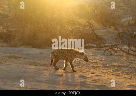 Seule hyène en pot au coucher du soleil, Kruger National Park, Afrique du Sud Banque D'Images