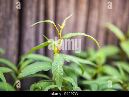 La coriandre vietnamienne / plante feuilles vert frais Persicaria odorata ou légumes à la coriandre vietnamienne pour l'alimentation et de l'herbe poussant dans le jardin - Polygone Banque D'Images