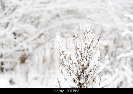 Neige pelucheuse sur l'herbe sèche dans la forêt d'hiver close up Banque D'Images